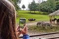 A female tourist taking a snap of zebras and watussi cattle