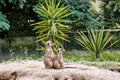 Two meerkats on guard