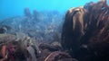 Dver is swimming near giant seaweed kelp underwater of Barents Sea Russia.