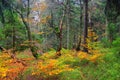 Dvorsky les forest in Giant Mountains in autumn