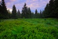 Dvorsky les, Krkonose mountain, flowered meadow in the spring, forest hills, misty morning with fog and beautiful pink and violet