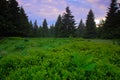 Dvorsky les, Krkonose mountain, flowered meadow in the spring, forest hills, misty morning with fog and beautiful pink and violet