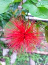 Dwaft Red Powder Puff flower