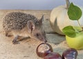 Dwarf American hedgehog with autumn vegetables . Pumpkin chestnuts and Apple