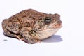 Dwarf American Toad