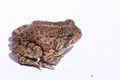 Dwarf American Toad