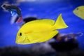 Dwarf angelfish exotic fish yellow wildlife watter animal aquarium
