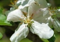 Dwarf apple blossom Royalty Free Stock Photo
