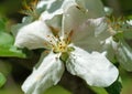 Dwarf apple blossom