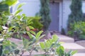 Dwarf apple tree branching with load of fruits hanging next to concrete front steps of suburban houses in background near Dallas, Royalty Free Stock Photo