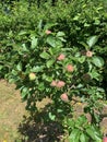 Dwarf apple tree