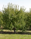 Dwarf apple tree at the edge of an orchard Royalty Free Stock Photo