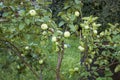 Dwarf apple tree  with fruits in an amateur garden Royalty Free Stock Photo