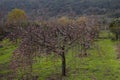 dwarf apple tree in the garden Royalty Free Stock Photo