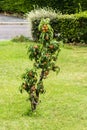 Dwarf apple tree in a lawn