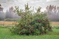 Dwarf apple tree with red fruits on hazy morning