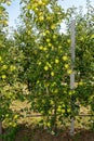 Dwarf apple tree on a trellis with fruits in an industrial farm garden at harvest time Royalty Free Stock Photo