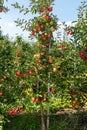 Dwarf apple tree on a trellis with fruits in an industrial farm garden at harvest time Royalty Free Stock Photo