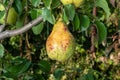 Dwarf apple tree on a trellis with fruits in an industrial farm garden at harvest time Royalty Free Stock Photo