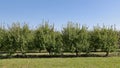 Dwarf apple trees at the edge of an orchard