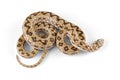 Dwarf beaked snake Royalty Free Stock Photo