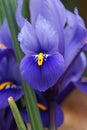 Dwarf beardless iris Royalty Free Stock Photo