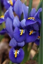 Dwarf beardless iris Royalty Free Stock Photo