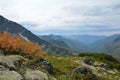 Dwarf birch in autumn, on the slope of the ridge Barguzinsky on Royalty Free Stock Photo