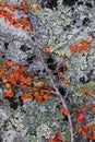 Dwarf birch on a stone, autumm