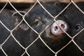 Dwarf black pig behind bars.