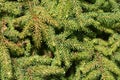 Dwarf black spruce