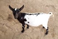 Dwarf black and white goat