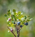 Dwarf Blueberry - Vaccinium caespitosum Royalty Free Stock Photo