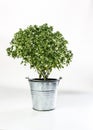 dwarf bonsai basil in zinc bucket isolated on white background Royalty Free Stock Photo
