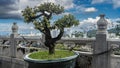 A dwarf bonsai tree grows in a pot by a stone fence. Royalty Free Stock Photo