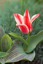 Dwarf botanical striped tulips