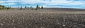 Dwarf Buckwheat Eriogonum nanum growing on a Lava Field