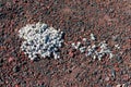 Dwarf buckwheat plant on volcanic cinder Royalty Free Stock Photo