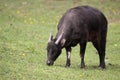 Dwarf buffalo Royalty Free Stock Photo