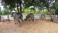 Dwarf buffalo eating grass in farm animals Background tree