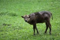 Dwarf buffalo juvenile