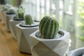 Dwarf Cactus Collection in coffee Shop