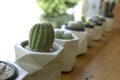 Dwarf Cactus Collection.Dwarf Cactus Shop