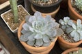 Dwarf Cactus Collection.Dwarf Cactus Shop.