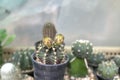 Dwarf Cactus Collection.Dwarf Cactus Shop