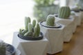 Dwarf Cactus Collection.Dwarf Cactus Shop