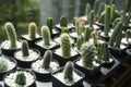 Dwarf Cactus Collection.Dwarf Cactus Shop