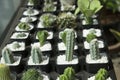 Dwarf Cactus Collection.Dwarf Cactus Shop