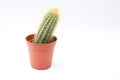 Dwarf cactus in a pot on a white background on the side with copy space.