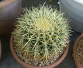 Dwarf cactus in a small pot